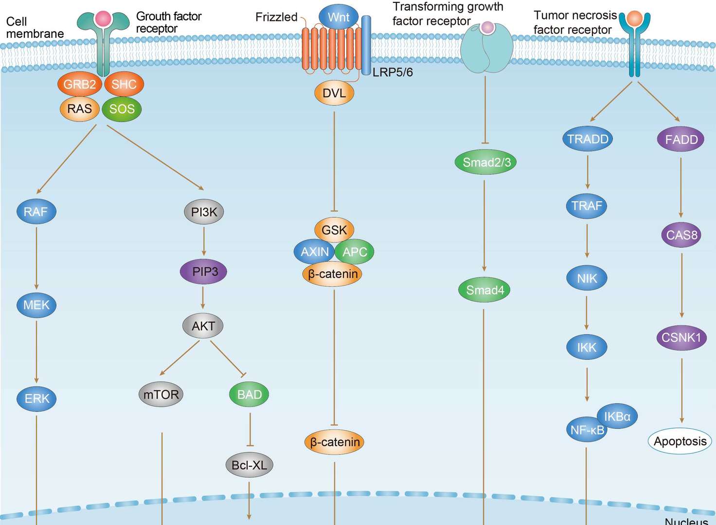 Colorectal Cancer Overview - Pathways, Diagnosis, Targeted Therapies